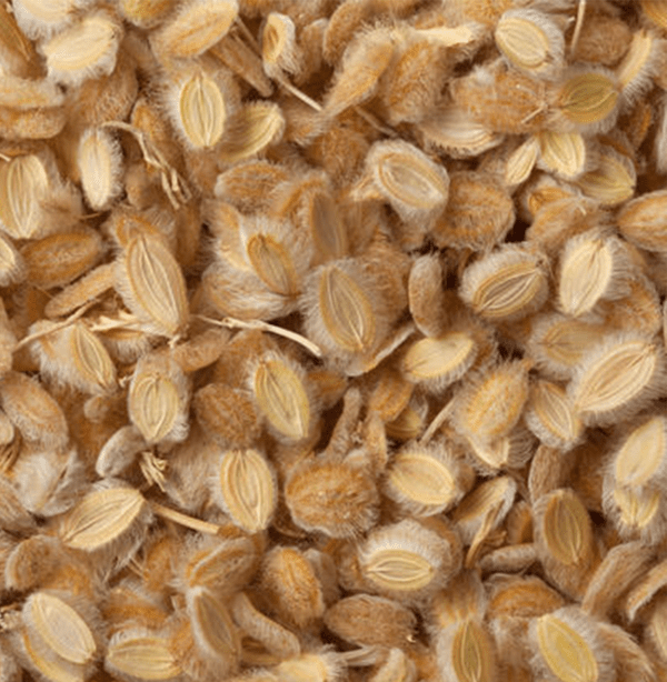 الكمون الصوفي